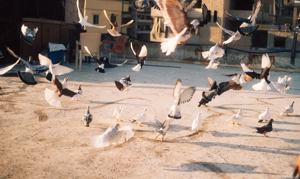 La Fabrique Cinéma 2023 : Pigeon Wars (Liban)