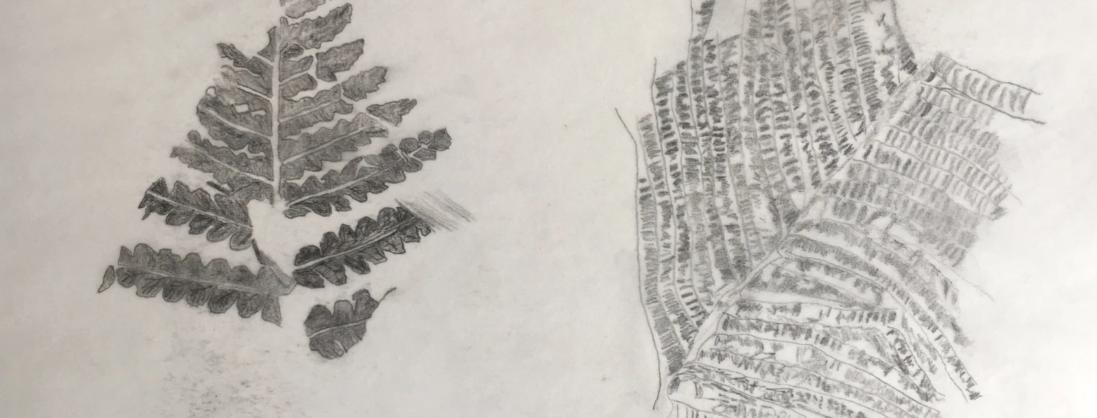 Catarina Marto - Étude 3 (Paléojardins), 2019, crayon sur papier calque