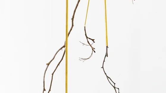 Assisted Forest