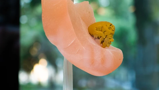 "No history of its own" 2021, galerie apiece, Vilnius, Lituanie