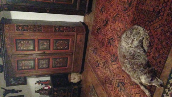 Chérie, la chienne d’Annette Roman, dont la maison abrite un véritable petit musée des arts populaires, objets, tissus, meubles souabes et slovaques, collectionnés pendant des décennies. 